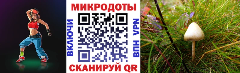 Галлюциногенные грибы Psilocybe Ясногорск